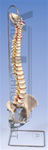 Lifetime Flexible Spine Model - Spinal Model - Vertebral Column